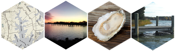 True Oyster Restoration Initiative - Save the Oyster