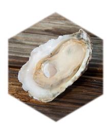 Save the Oyster