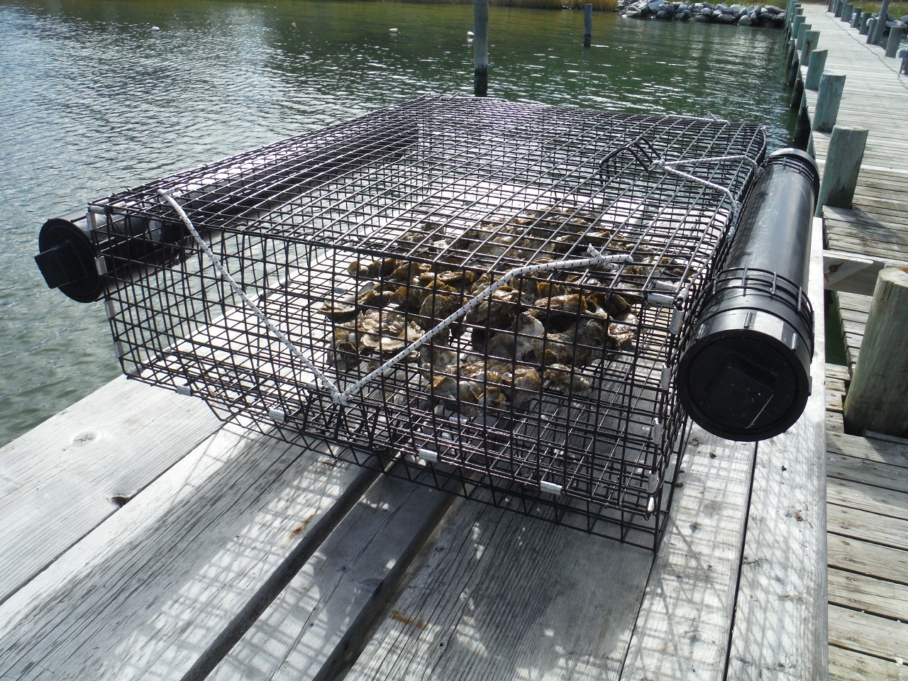 Save the Oyster Chesapeake, Maryland