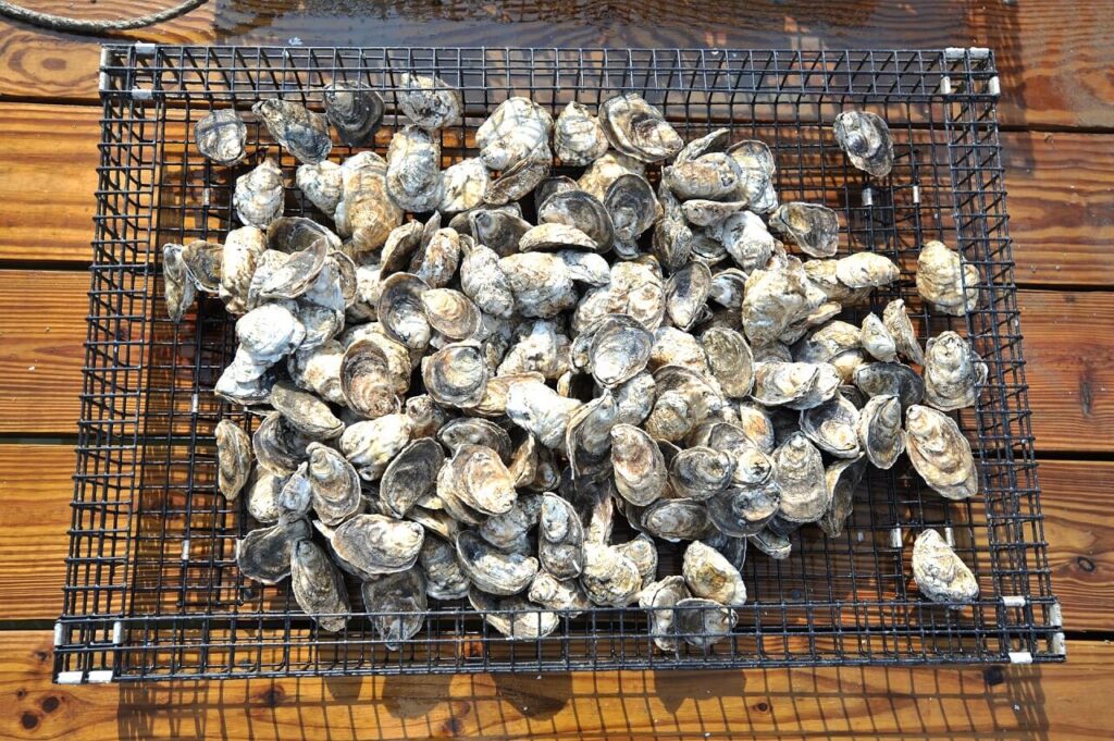 True Oyster Restoration Initiative, Save the Oyster