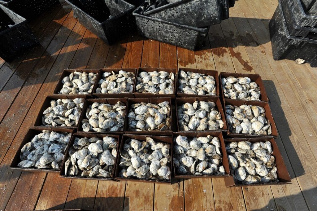 True Oyster Restoration Initiative, Save the Oyster