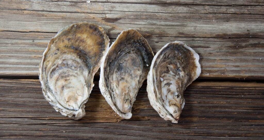 True Oyster Restoration Initiative, Save the Oyster