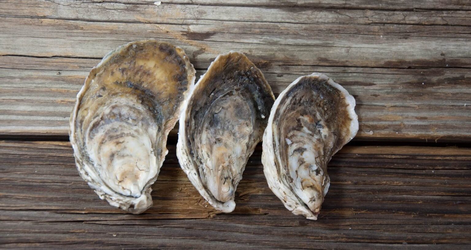 Why Oysters? Save the Oyster